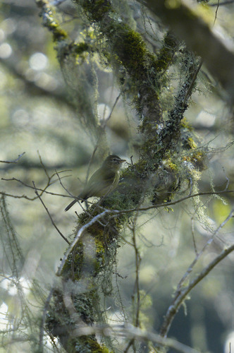 Rough-legged Tyrannulet