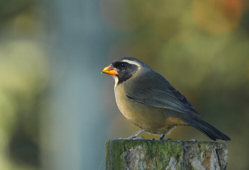 Golden-billed Saltator