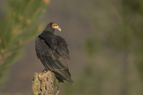 Lesser Yellow-headed Vulture