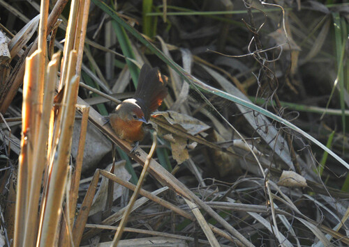 Orange-breasted Thornbird
