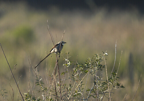 Streamer-tailed Tyrant