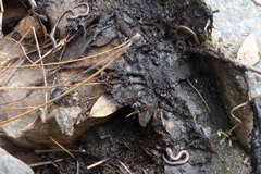 Batrachoseps altasierrae