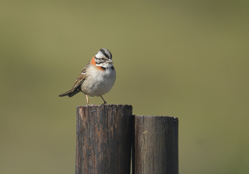 Rufous-collared Sparrow