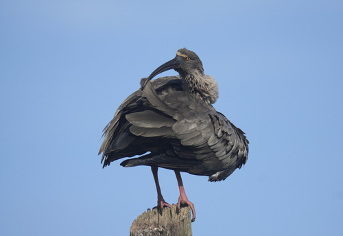 Plumbeous Ibis