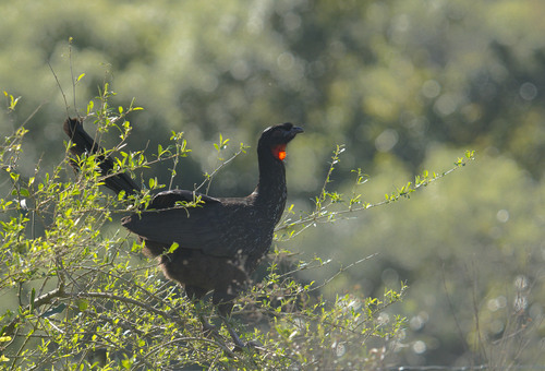 Dusky-legged Guan