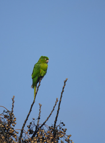 White-eyed Parakeet
