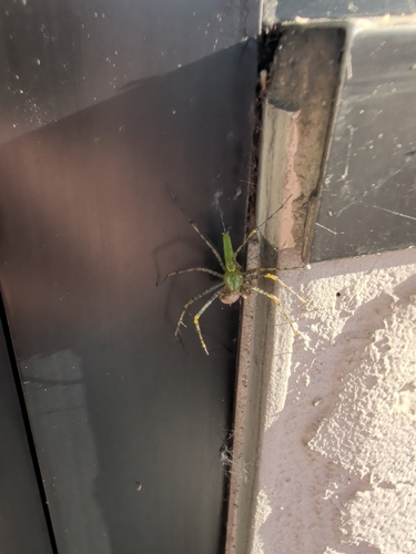 Green Lynx Spider
