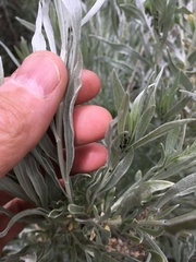 Artemisia cana