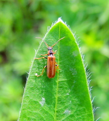 Rhagonycha nigriventris