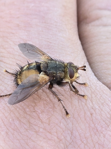 Common Tachinid