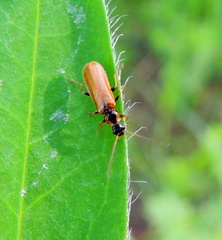Rhagonycha nigriventris