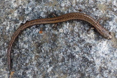 Batrachoseps altasierrae