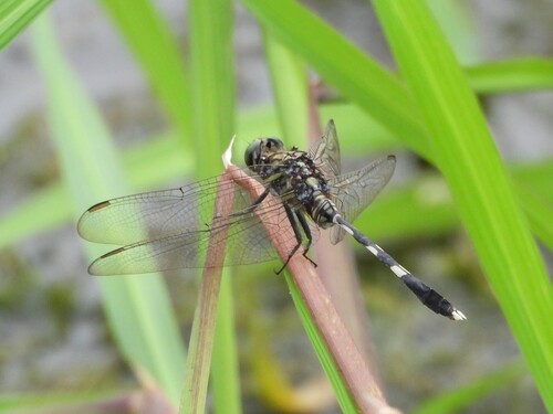 Slender Skimmer