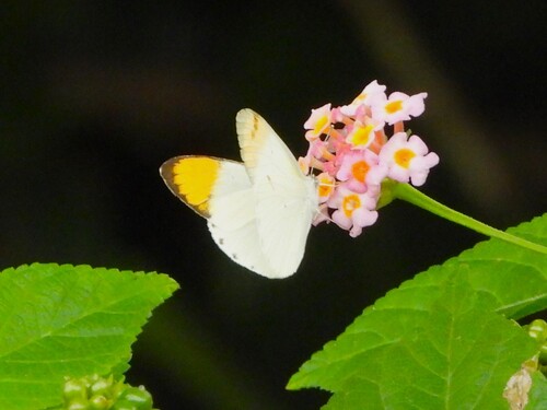 Plain Orange-tip