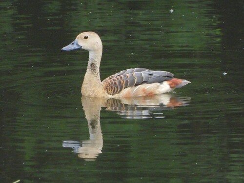 Lesser Whistling-Duck