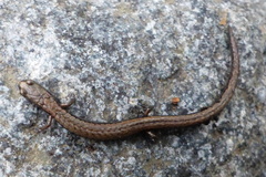 Batrachoseps altasierrae