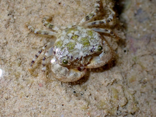 Eriphia scabricula observed 2026-08-31