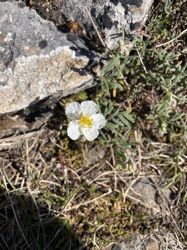 Helianthemum apenninum