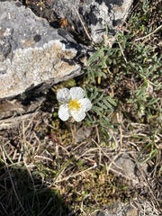 Helianthemum apenninum