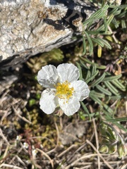 (c) Thomas Dreux, some rights reserved (CC BY) Helianthemum apenninum, photograph (c) Thomas Dreux, some rights reserved (CC BY)