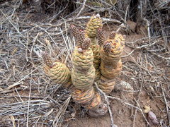 Tephrocactus articulatus