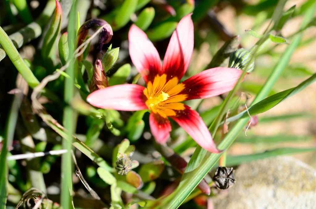 Romulea Hirsuta Var Hirsuta Cape Bulbs 3 · Inaturalist