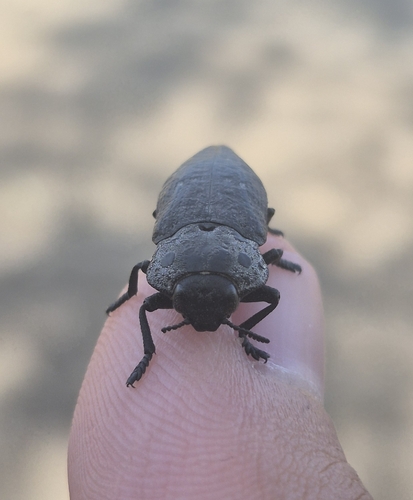 Flat-headed Root-borer