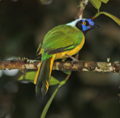 Cyanocorax yncas yncas