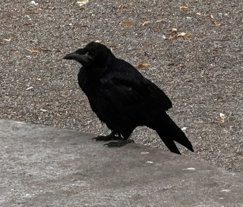 Rook