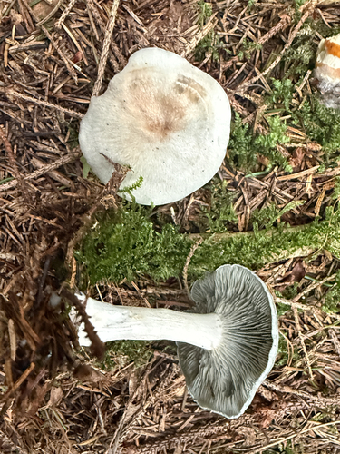 Aniseed Funnel