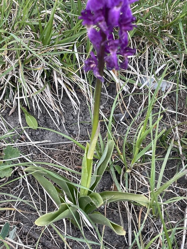 Orchis mascula, photograph 6