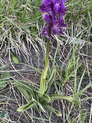 Orchis mascula, photograph (c) Thomas Dreux, some rights reserved (CC BY)