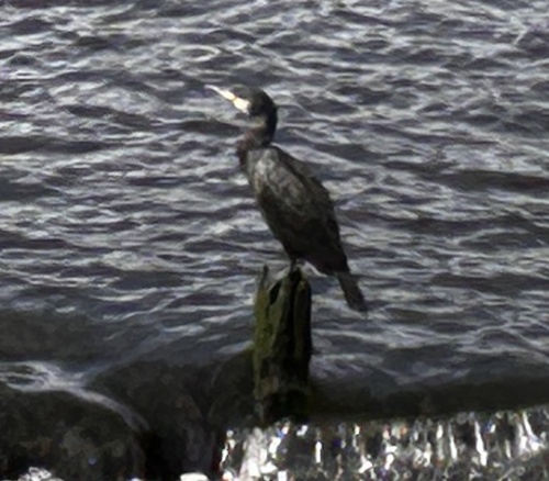 Great Cormorant