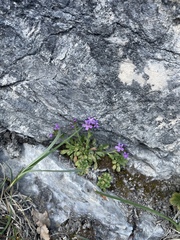 (c) Thomas Dreux, some rights reserved (CC BY) Erinus alpinus, photograph (c) Thomas Dreux, some rights reserved (CC BY)