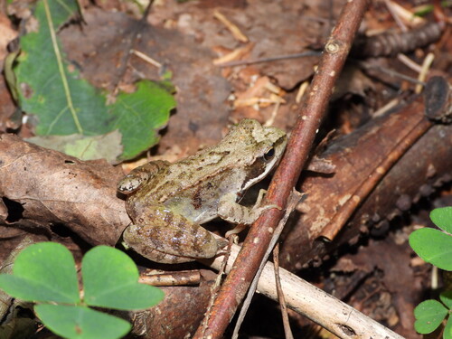 European Common Frog