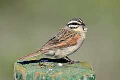 Emberiza capensis