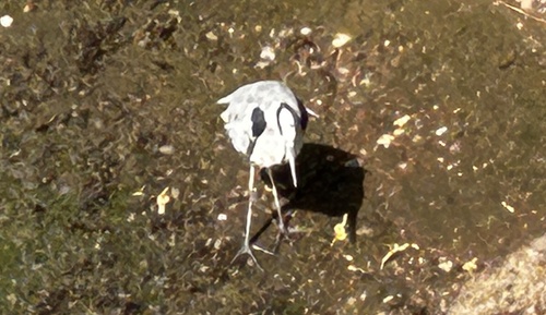 Grey Heron