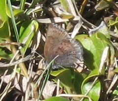 Callophrys polios