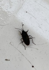 Graptopeltus lynceus