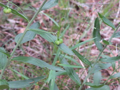 Ditaxinae
