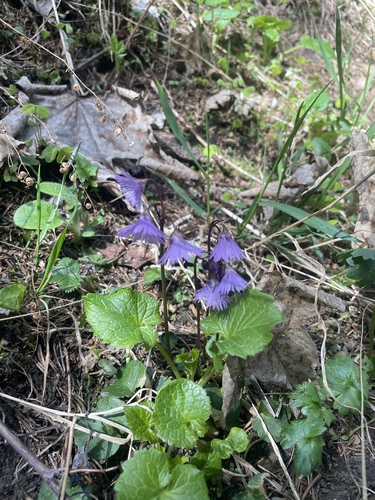 Soldanella alpina, photograph 5