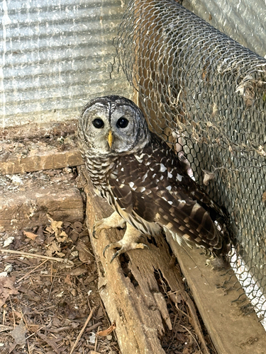 Barred Owl
