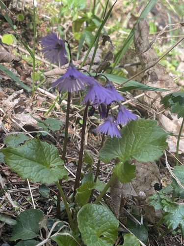 Soldanella alpina, photograph 4