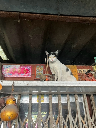 Domestic Cat