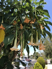 Brugmansia versicolor