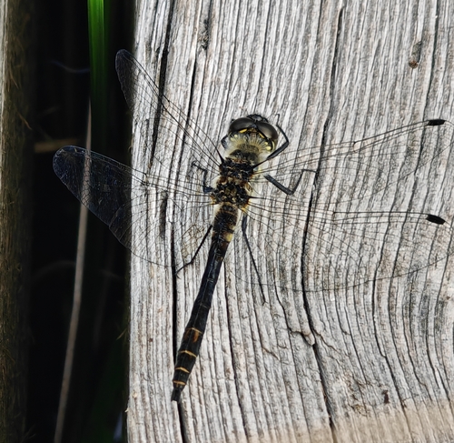 Black Meadowhawk