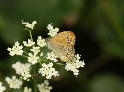 Coenonympha amaryllis