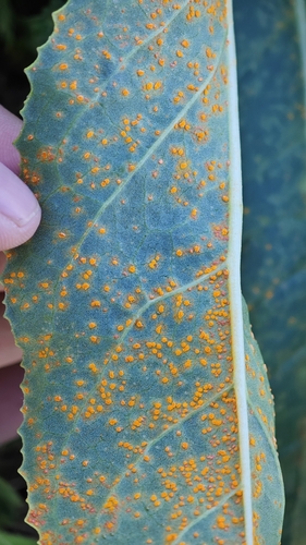Coleosporium senecionis