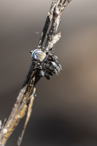 Southern Peacock Spider