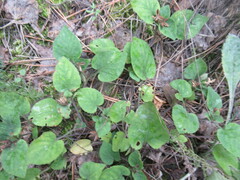 Viola rupestris